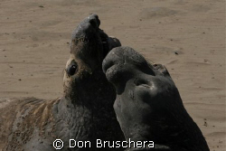 Young male elephant seals during molting season are havin... by Don Bruschera 